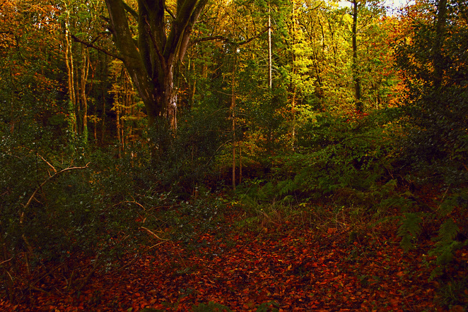 Picture of Little Milford Woods, Pembrokeshire